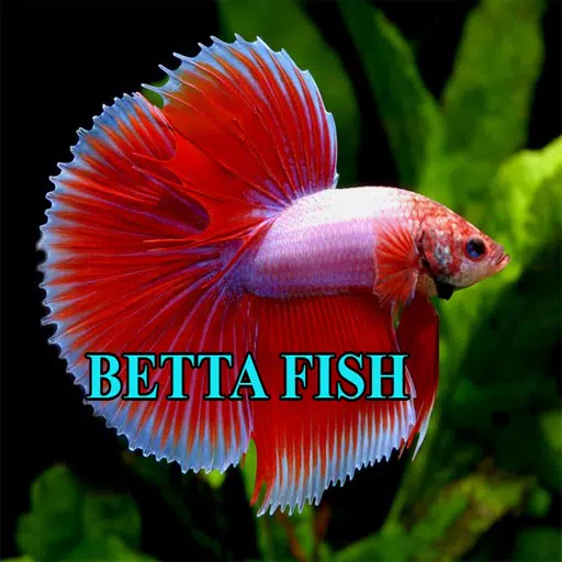 Betta Fish Gallery Screenshot 1