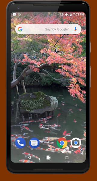 Schermata Japanese Koi Pond 4K Video LWP 3