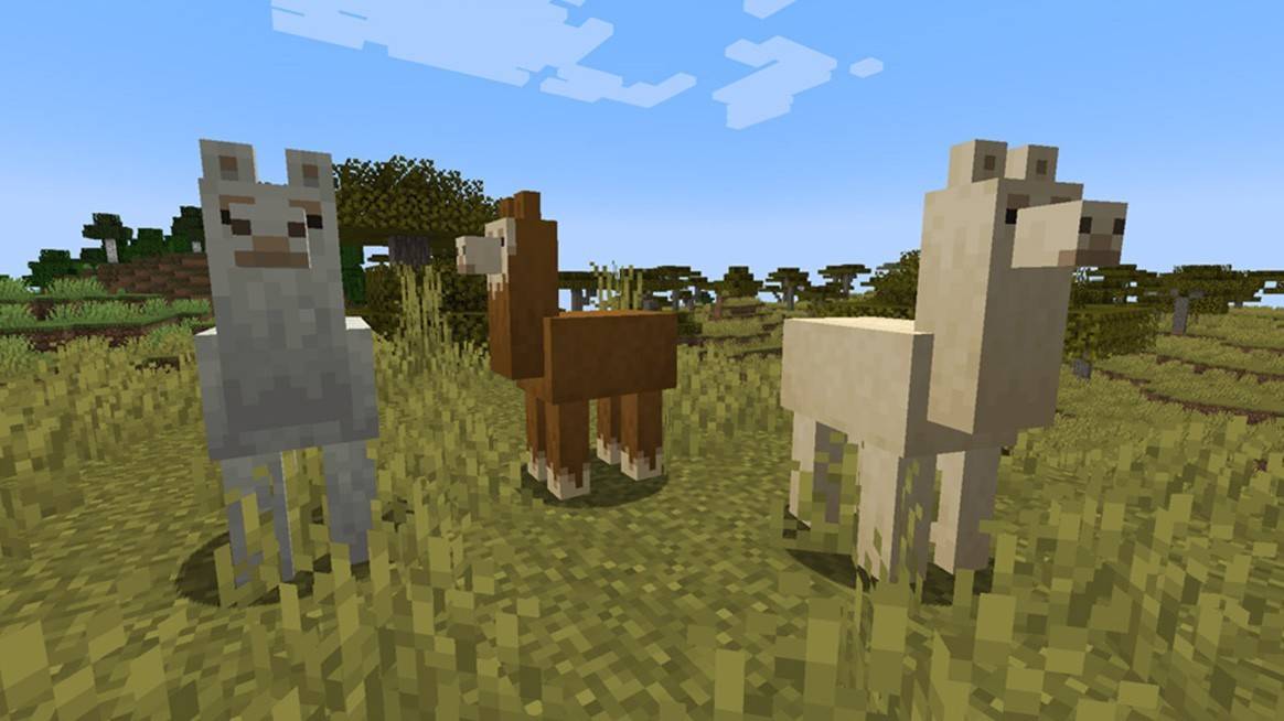 Llamas in a group