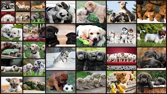 Jeu de Chiens Puzzle Enfants Capture d'écran 0