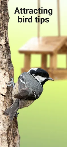 Picture Bird - Identificar Ave Captura de tela 2