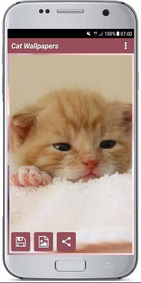 CUTE CAT WALLPAPERS Capture d'écran 3