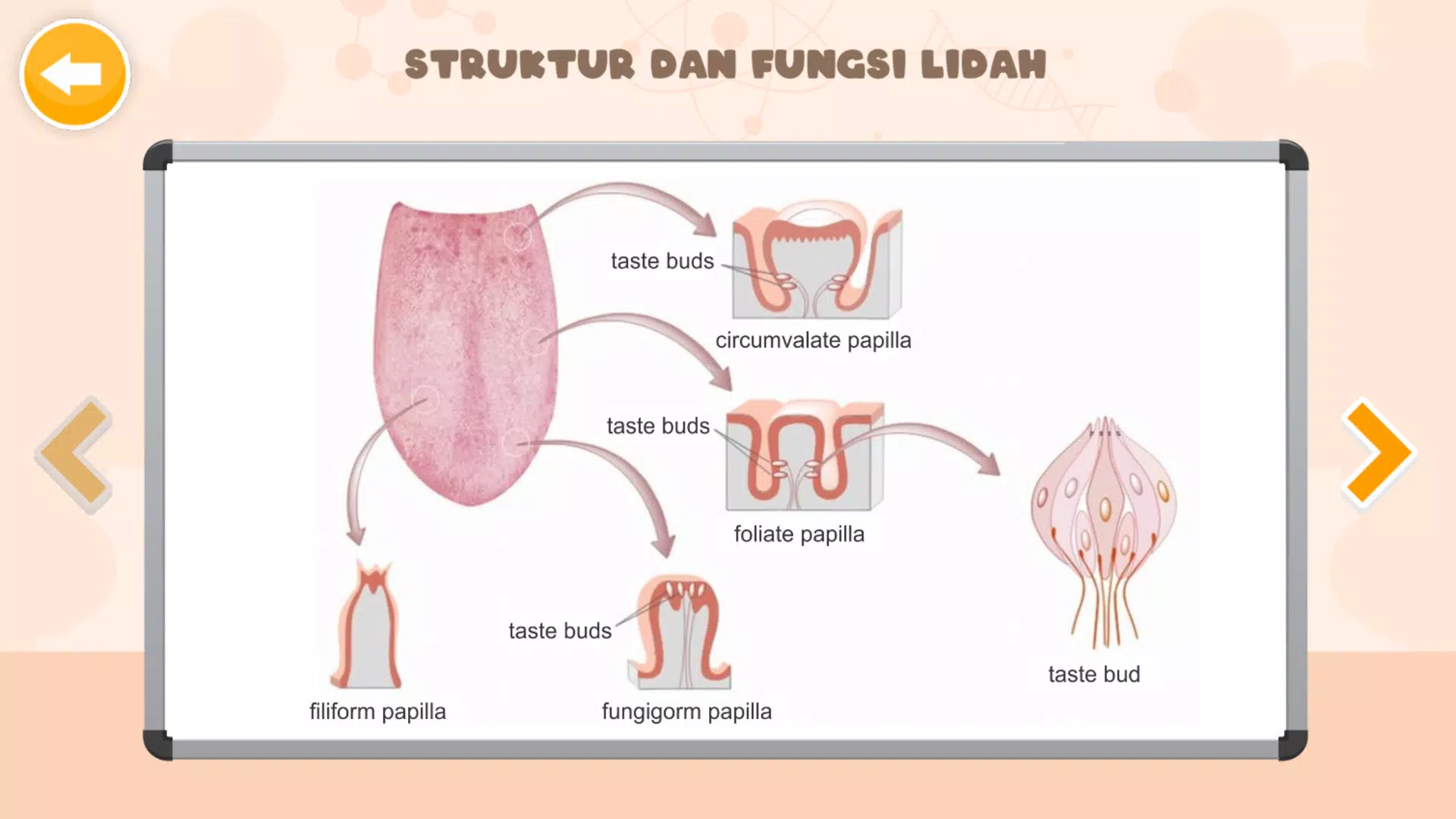 Sistem Indra Manusia Tangkapan skrin 3