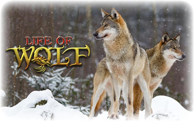 Wolf Life Simulator Скриншот 0